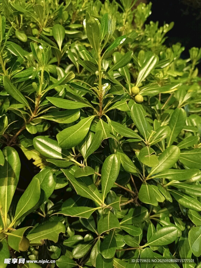 翠綠繁茂的葉片植物