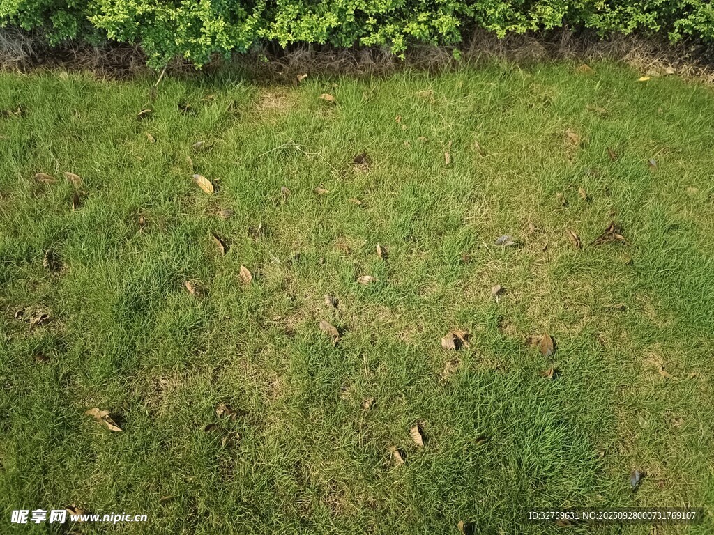 翠綠草地與邊緣綠植