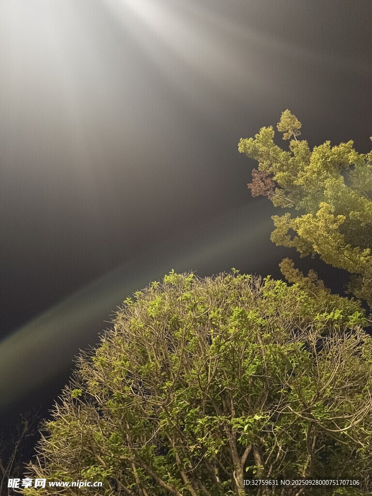 陽(yáng)光穿透枝葉的自然美景