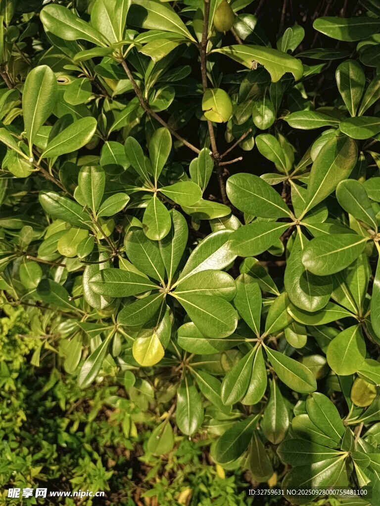 翠綠繁茂的葉片植物景觀