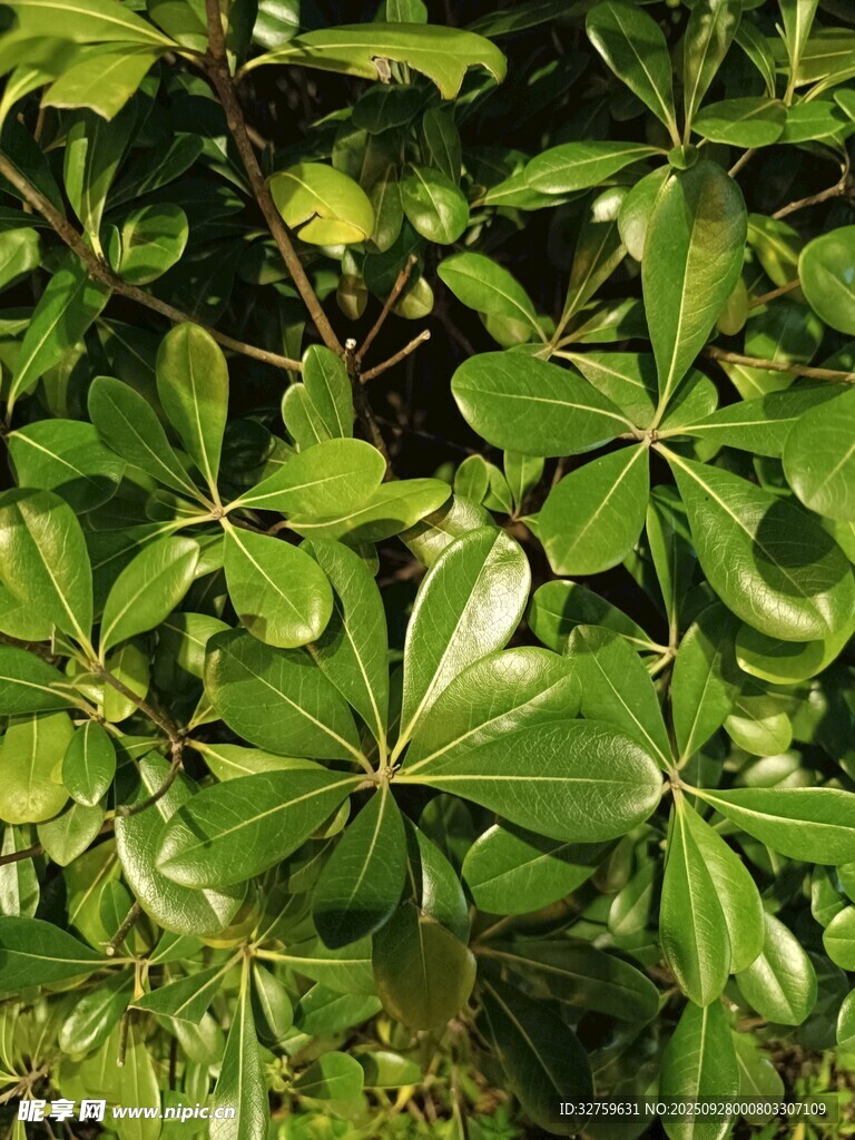 翠綠繁茂的掌狀葉片植物