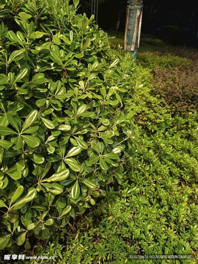 綠意盎然的灌木叢景觀