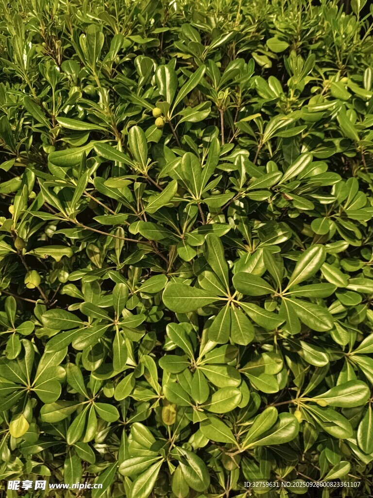 翠綠茂盛的三葉植物