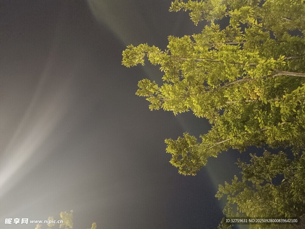 夜空下的蔥郁樹(shù)冠