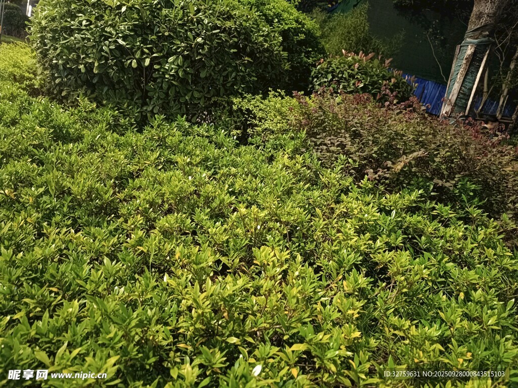 綠意盎然的戶外植物景觀