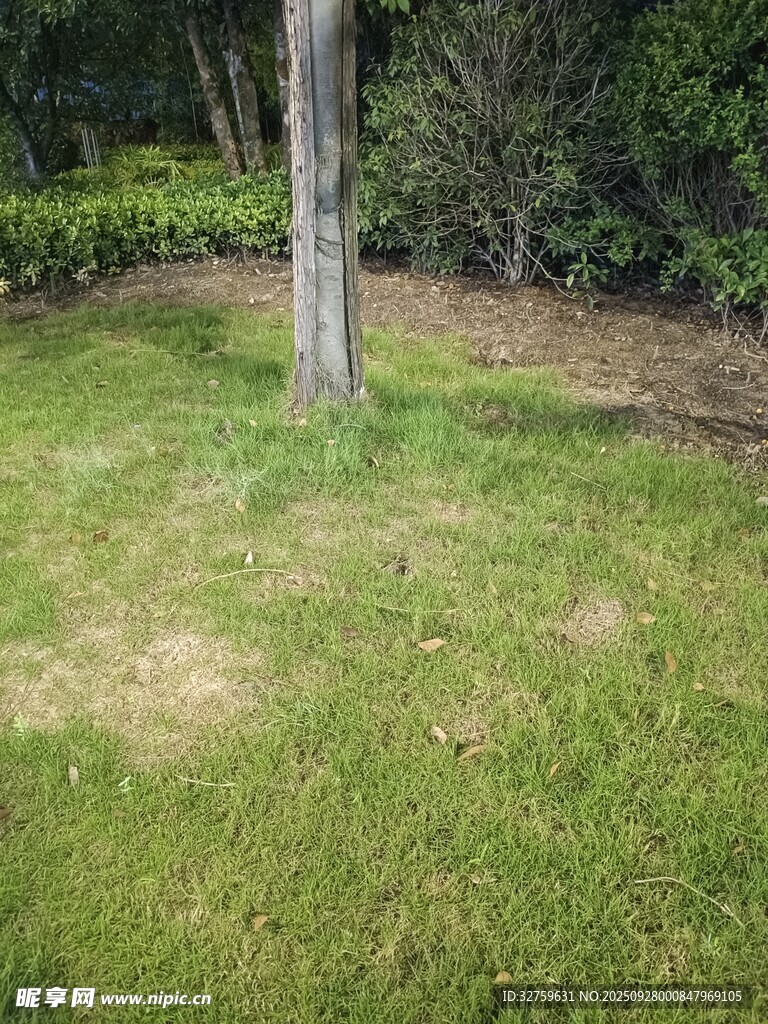 戶外草地與樹木景觀