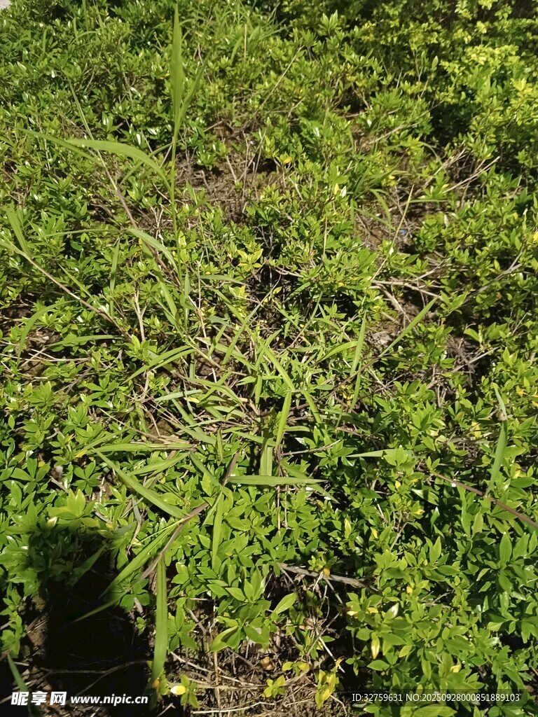綠意盎然的繁茂植物景觀