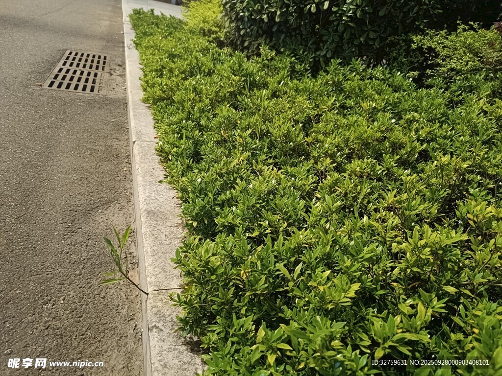 路邊翠綠灌木叢景觀