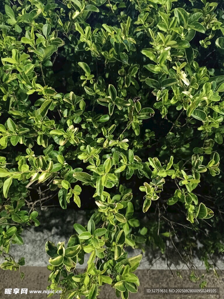 翠綠繁茂的灌木叢