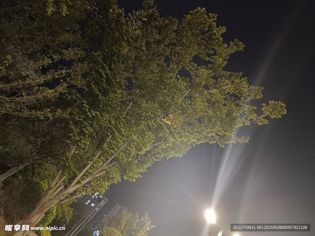 夜晚樹下的明亮燈光