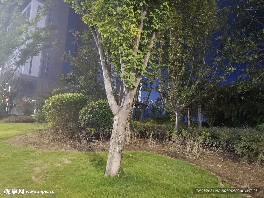 夜晚公園中的樹木與草坪