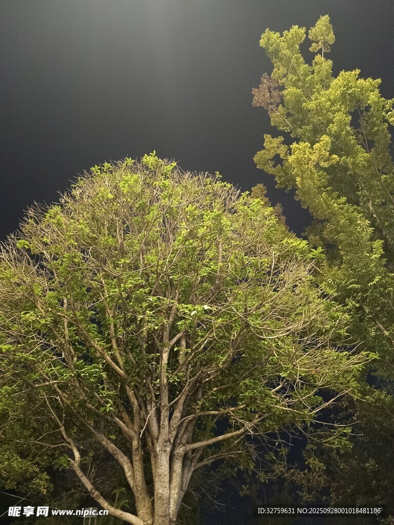 陽光下蔥郁樹木景觀