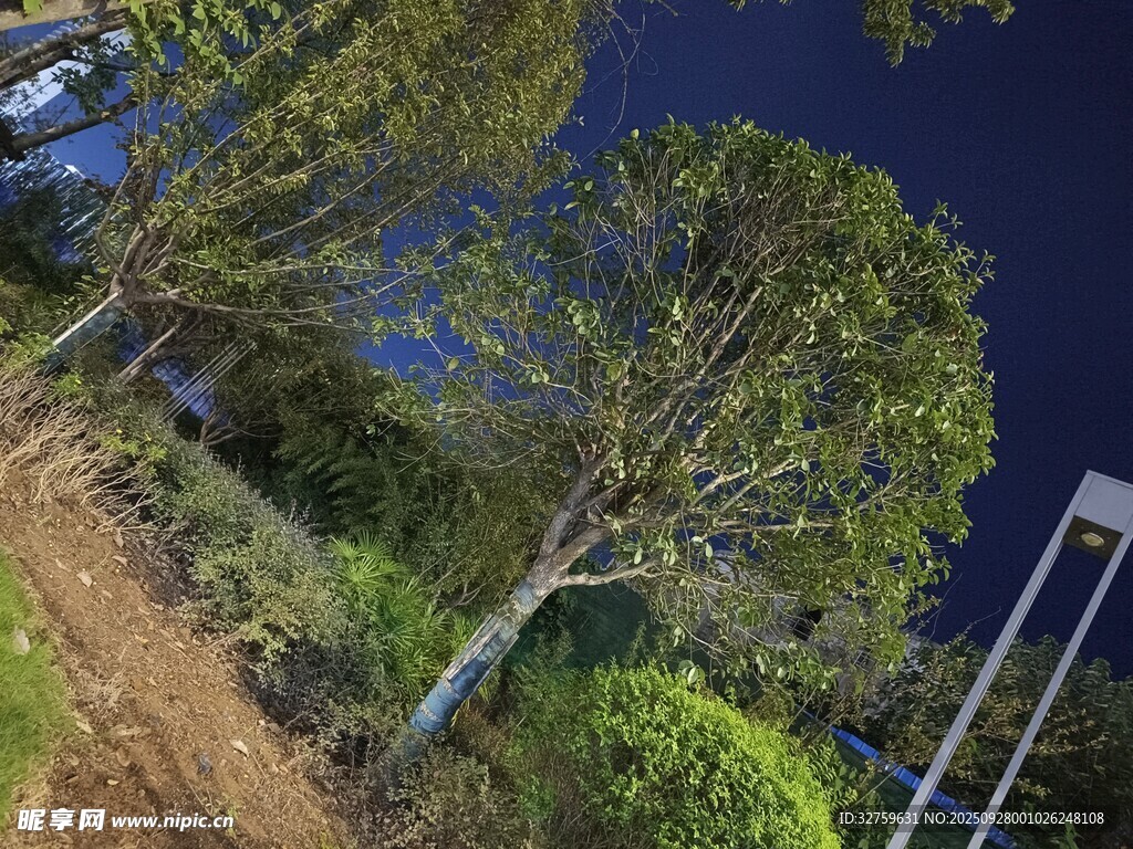 夜晚樹林中的靜謐景致