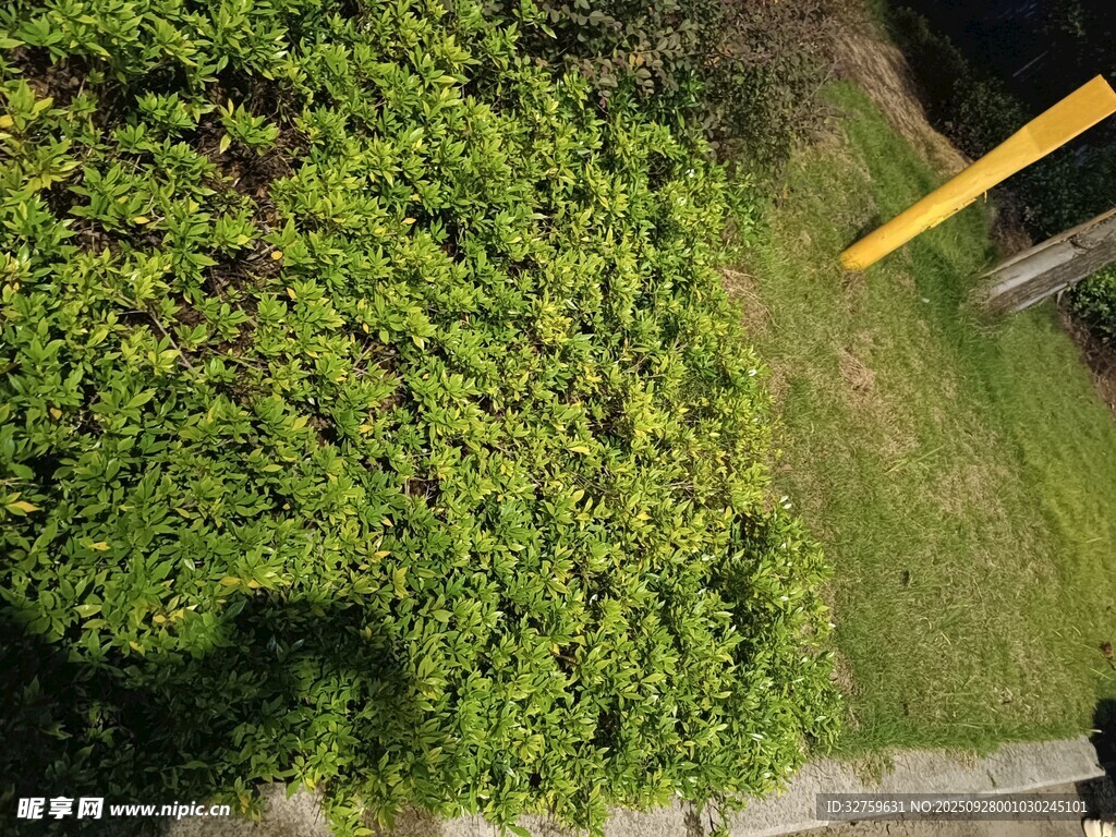 俯瞰翠綠繁茂的植物景觀