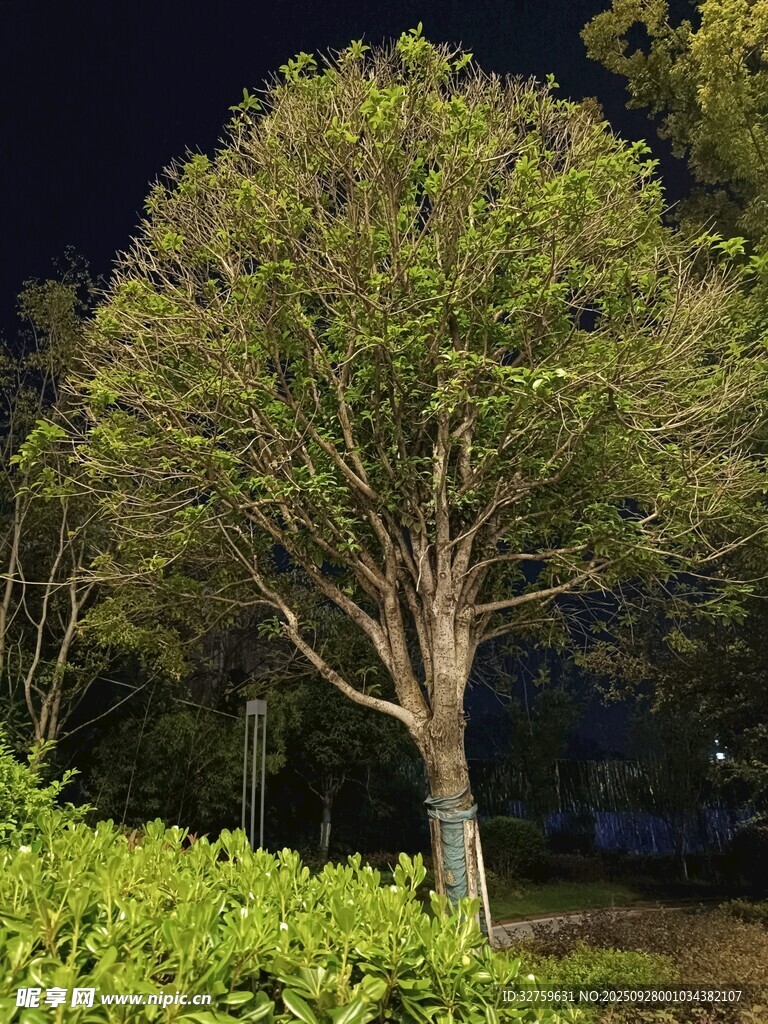 夜晚中的蔥郁樹木