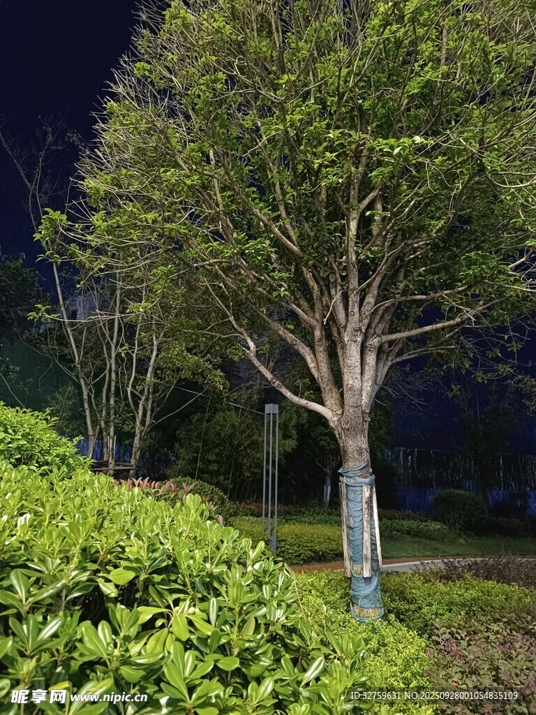 夜晚園林中的樹木與綠植