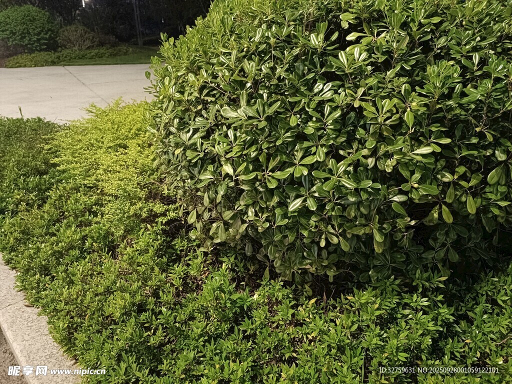 路邊翠綠灌木叢景觀