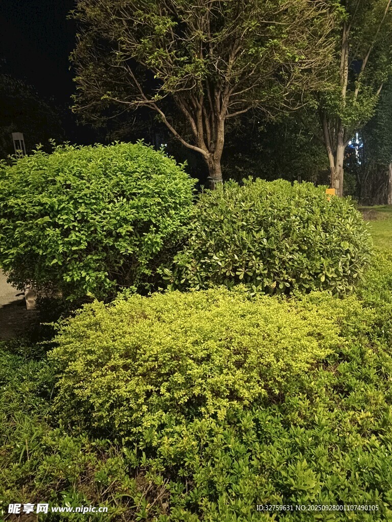 綠意盎然的園林灌木叢