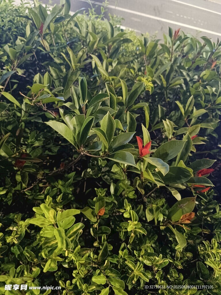 綠葉叢中的嬌艷紅花