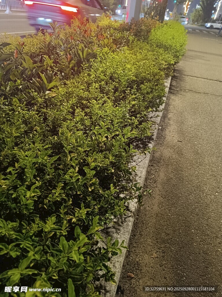 城市路邊綠植景觀