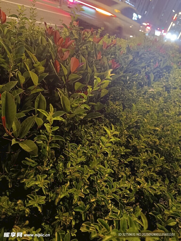 夜晚綠植景觀