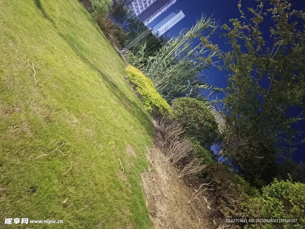 戶外草地旁的綠植景觀