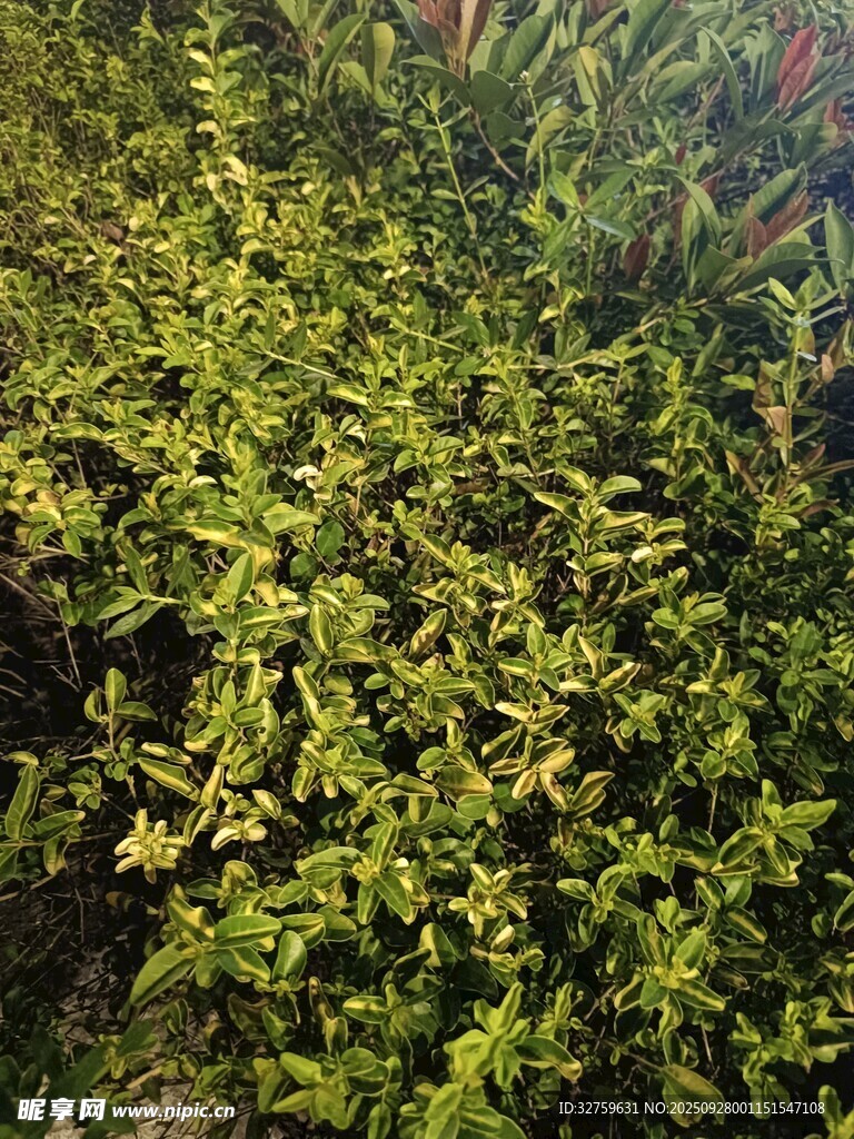 翠綠茂盛的植物景觀