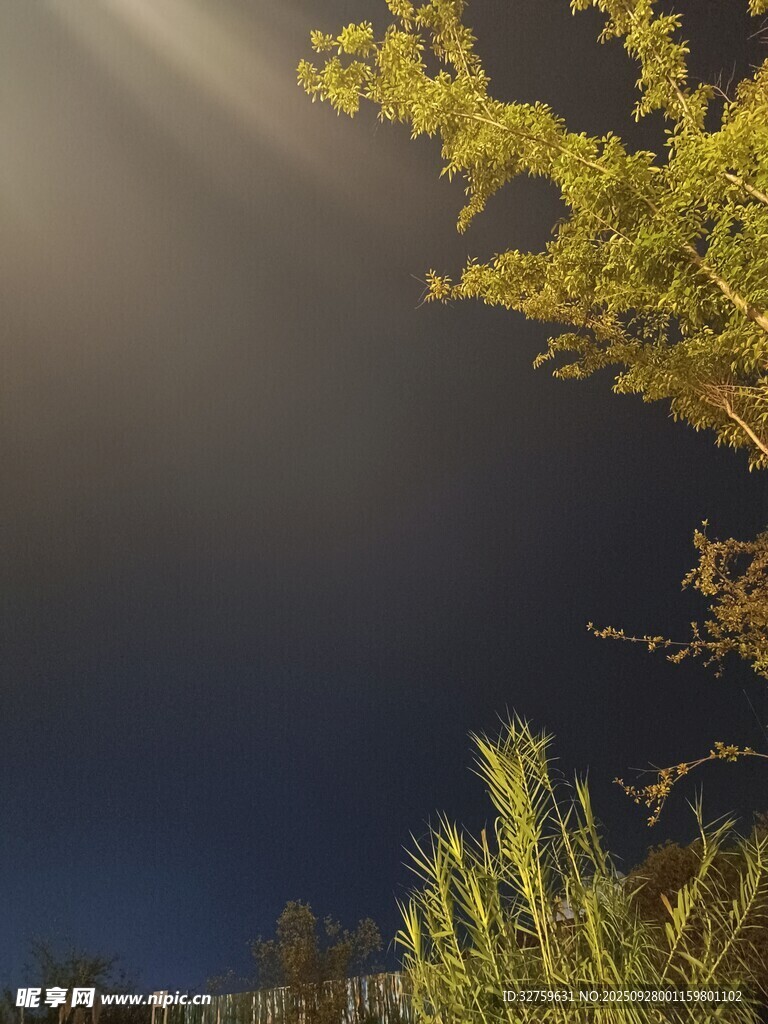 夜幕下的枝葉與光束