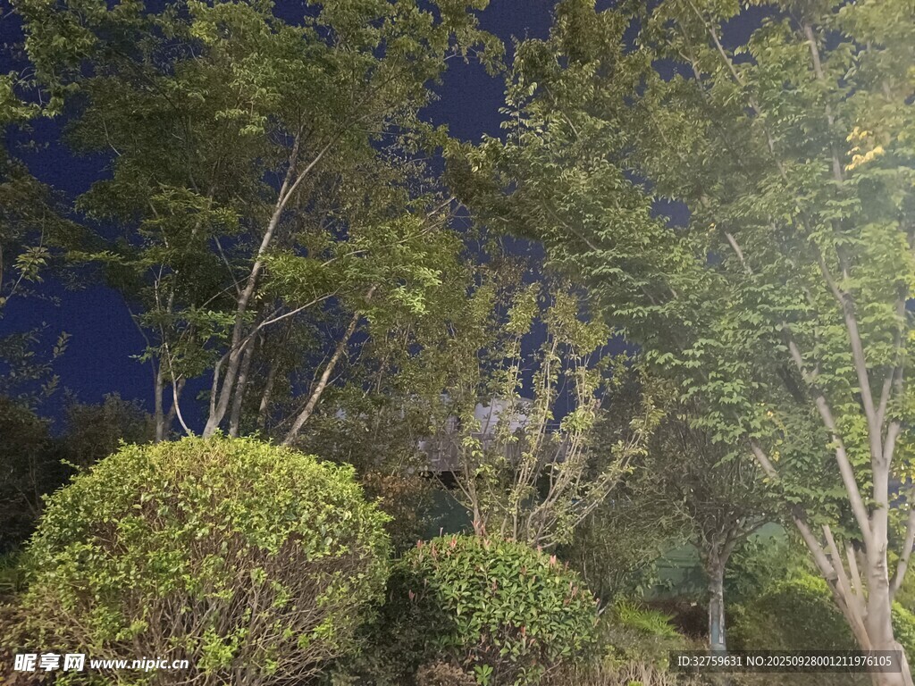 夜幕下的蔥郁樹木景觀