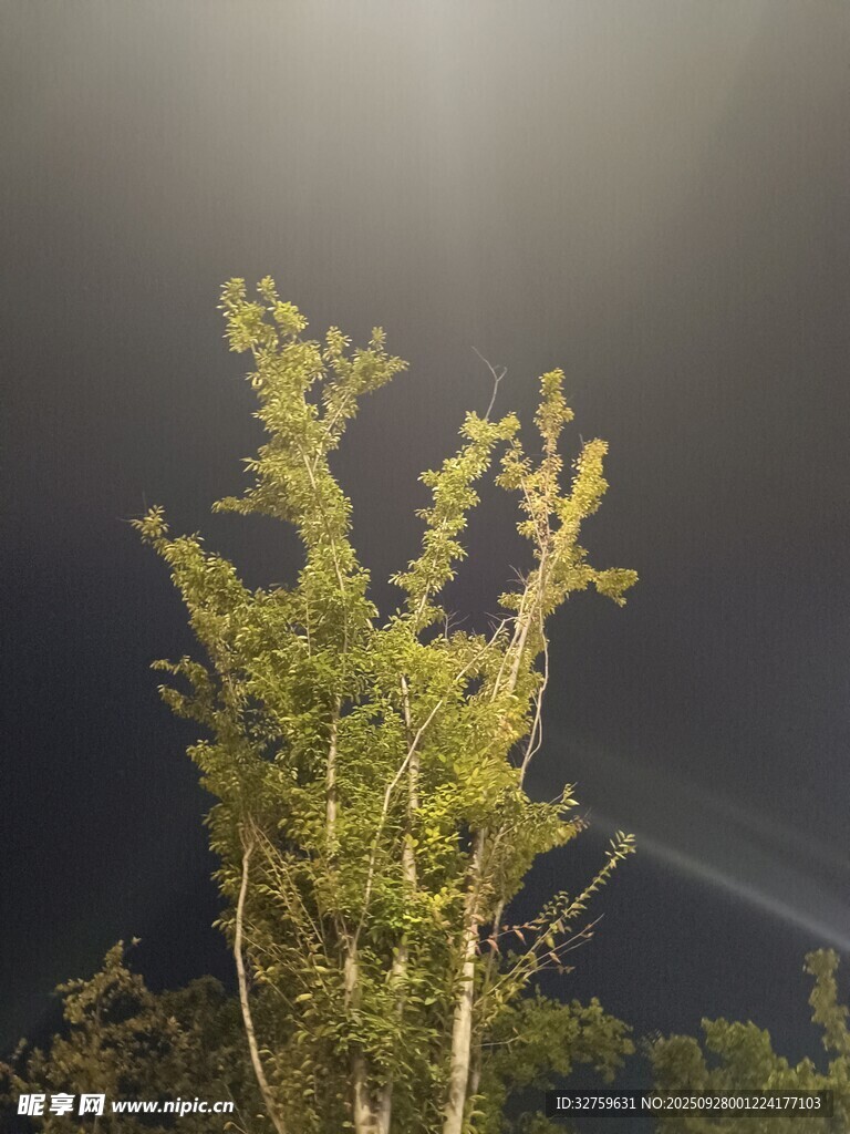 逆光下的綠植