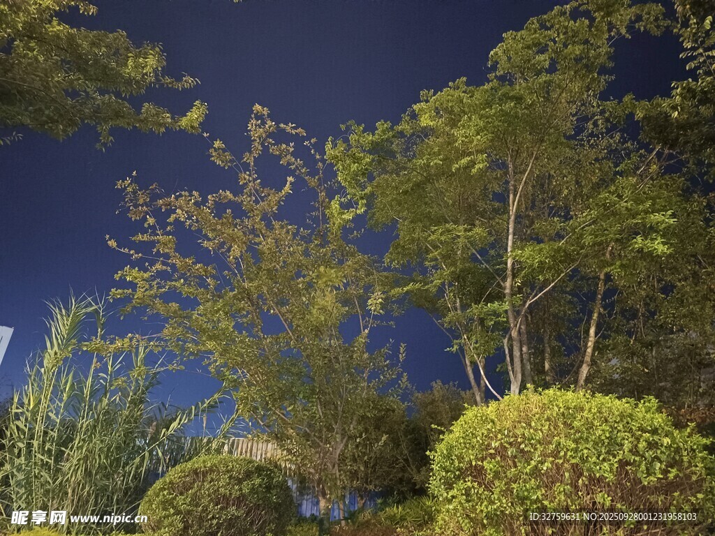 夜幕下的繁茂綠植景觀