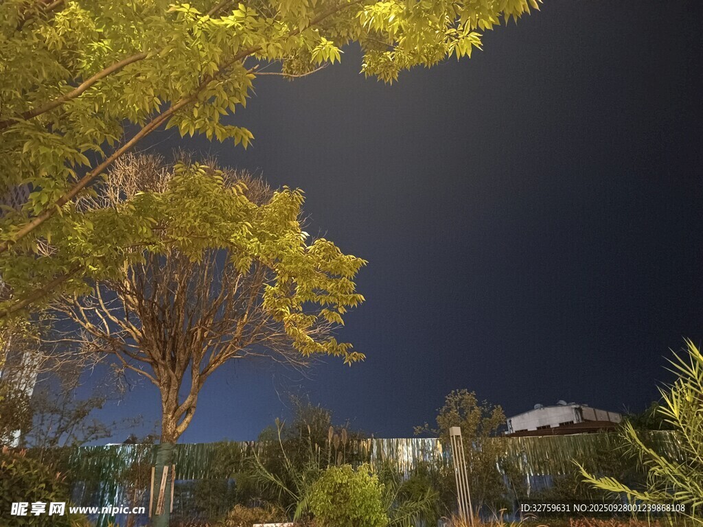 夜幕下的樹木與建筑