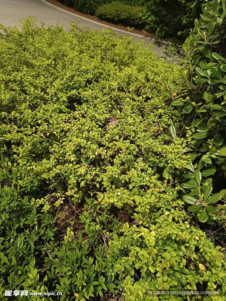 翠綠繁茂的低矮灌木叢