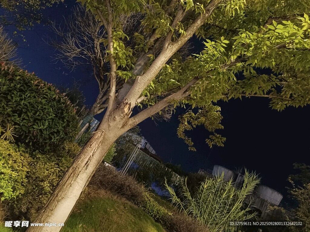 夜晚中的樹(shù)木與周邊景致