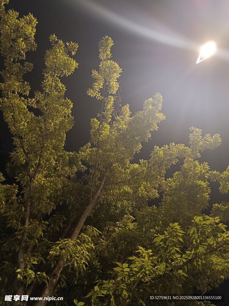月夜下的蔥郁樹木