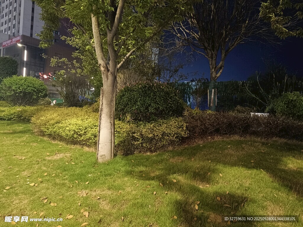 城市夜晚的靜謐綠化景觀