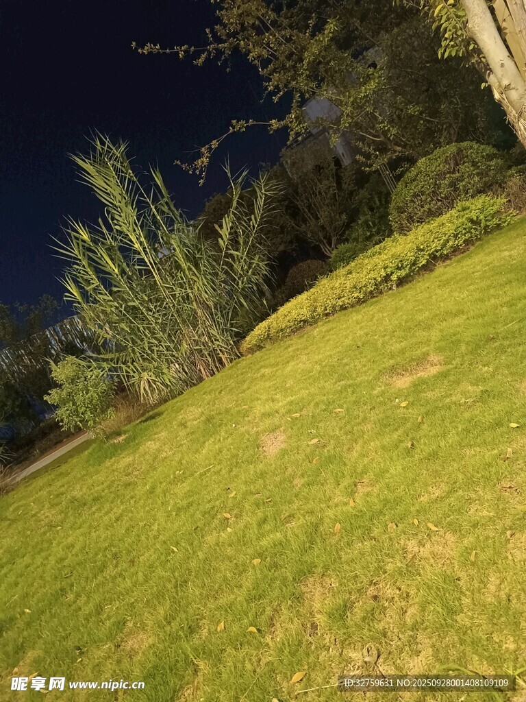 夜晚草坪與樹木景觀