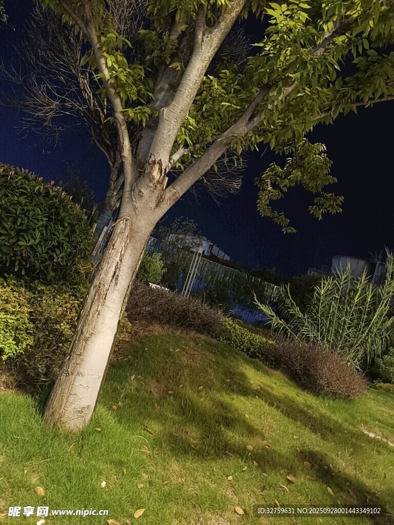 夜晚傾斜樹木的靜謐景致