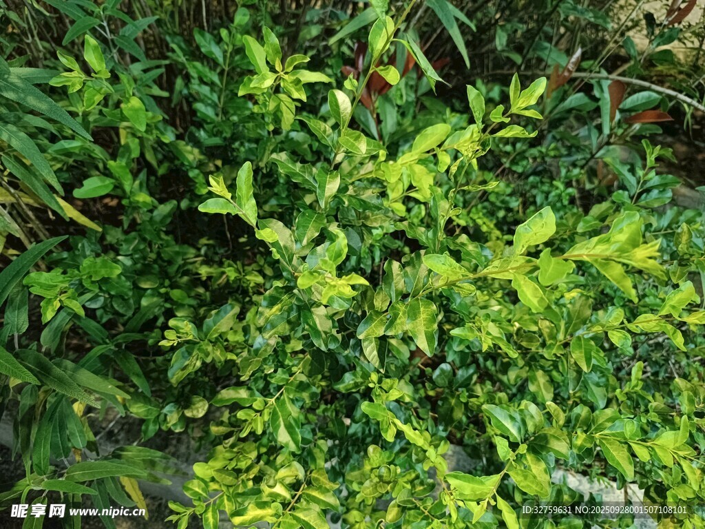 翠綠繁茂的叢生植物