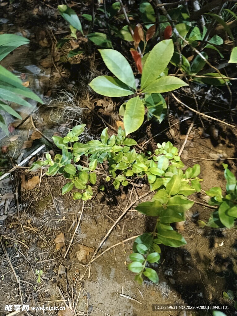 溪邊綠植景觀(guān)