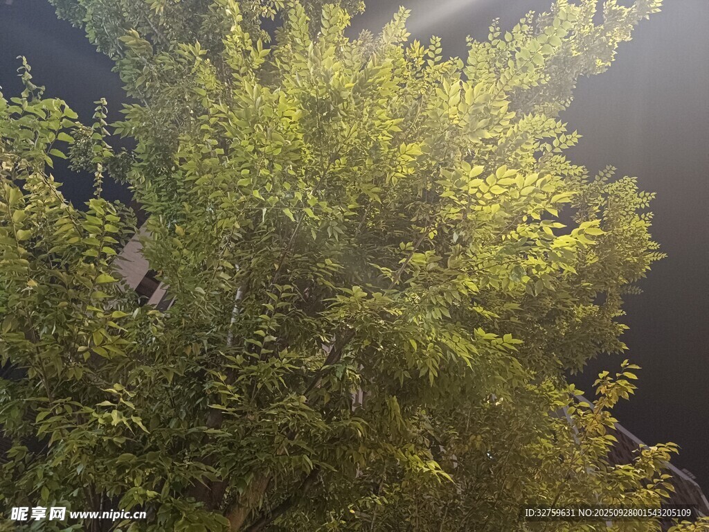 陽光照耀下的蔥郁綠植
