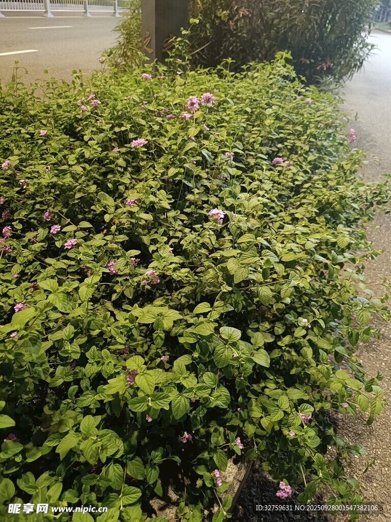 路邊翠綠繁茂的灌木叢