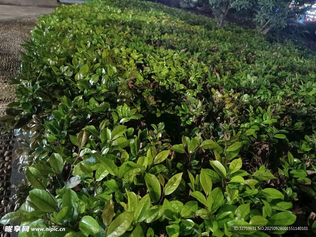 翠綠繁茂的灌木叢景觀