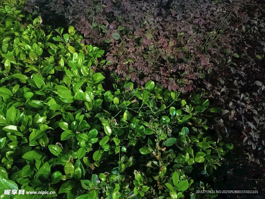 翠綠與褐紅交織的植物景觀