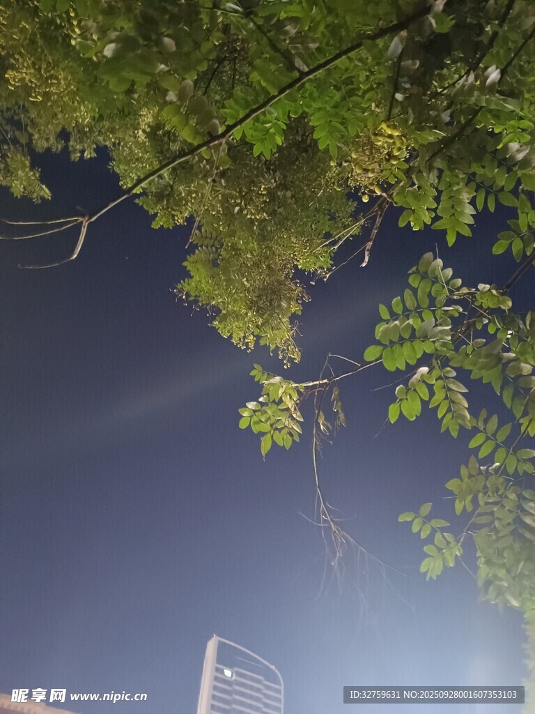 夜空下的綠樹與高樓