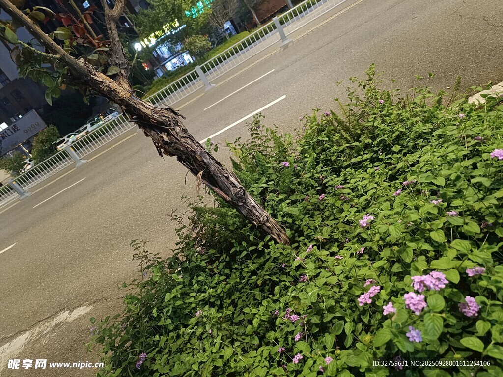 路邊綠植中的綻放小花