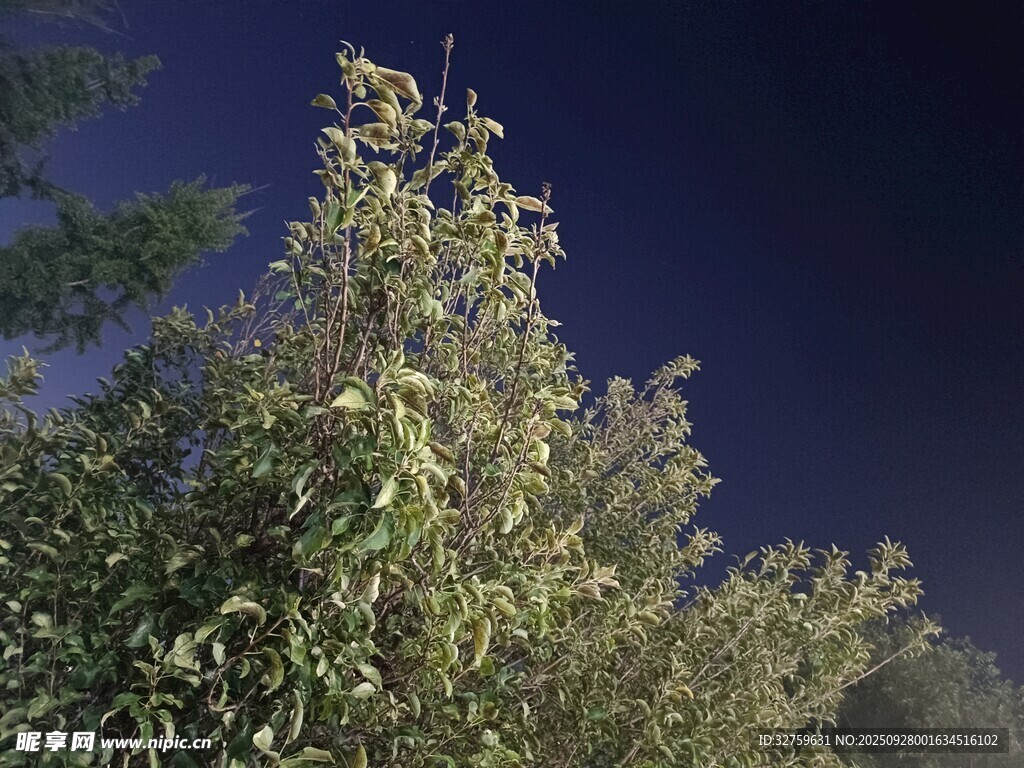 夜幕下的蔥郁樹木