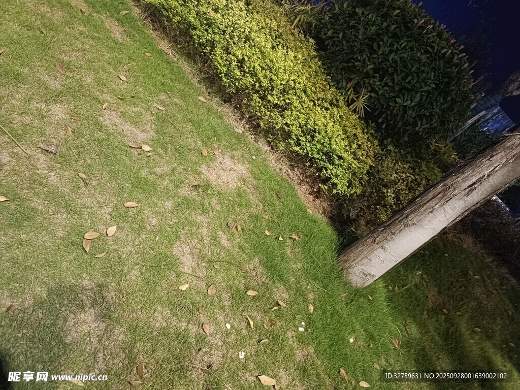 戶外草地與綠植景觀