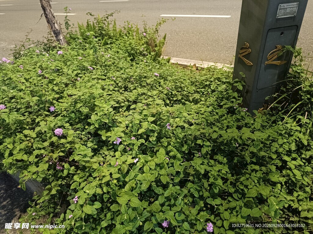 路邊翠綠繁茂的植物叢