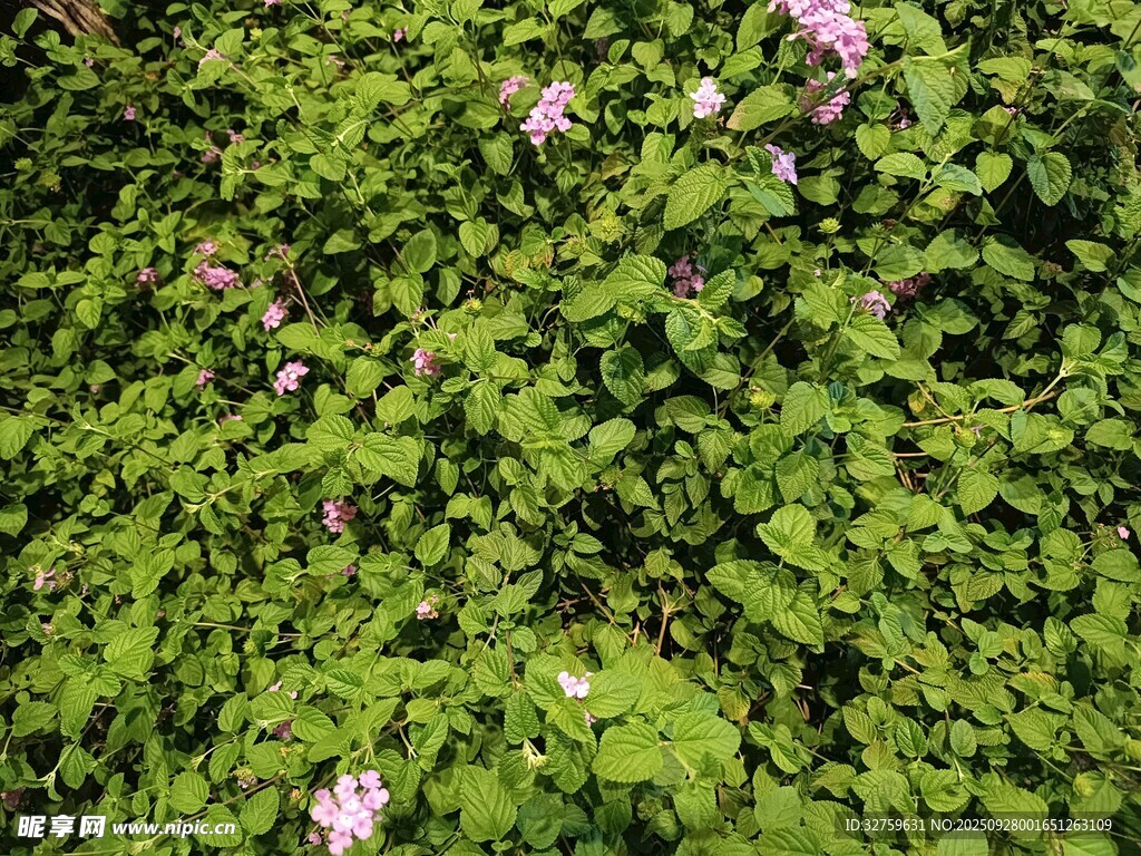 綠葉叢中的粉嫩薔薇花